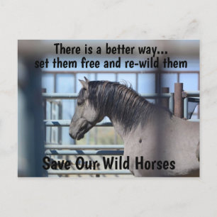 Save Our Wild Horses Campaign Postcard