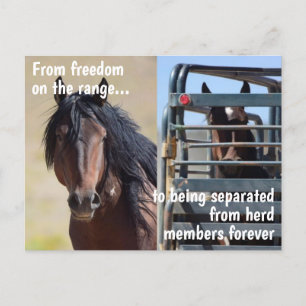 Save Our Wild Horses Campaign Postcard