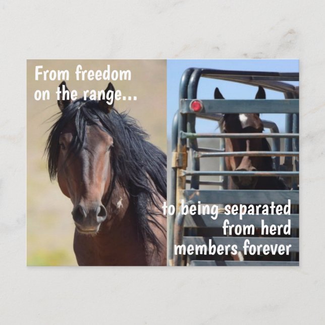 Save Our Wild Horses Campaign Postcard (Front)