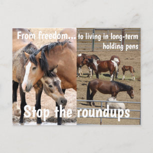 Save Our Wild Horses Campaign Postcard