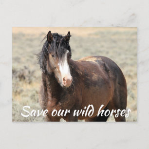 Save Our Wild Horses Postcard