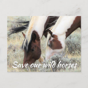 Save Our Wild Horses Postcard