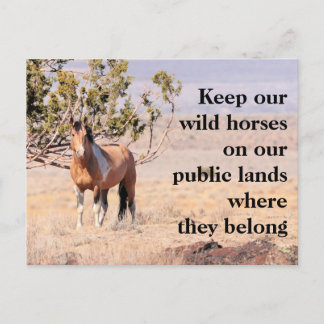 Save Our Wild Horses Postcard