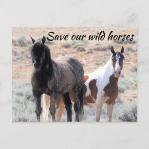 Save Our Wild Horses Postcard