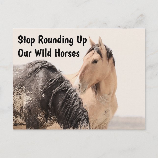 Save Our Wild Horses Postcard (Front)