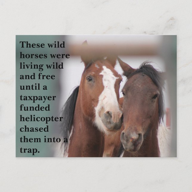Save Our Wild Horses Postcard (Front)