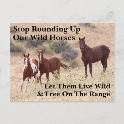 Save Our Wild Horses Postcard