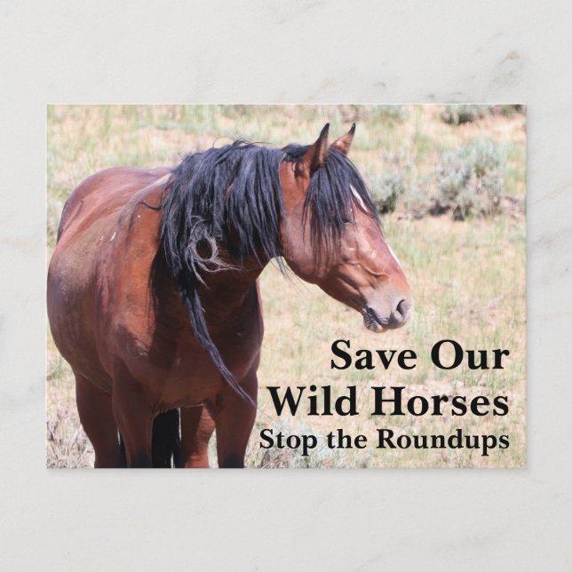 Save Our Wild Horses Postcard (Front)