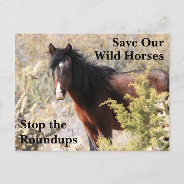 Save Our Wild Horses Postcard (Front)