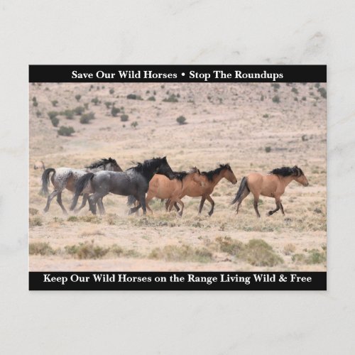 Save Our Wild Horses Postcard