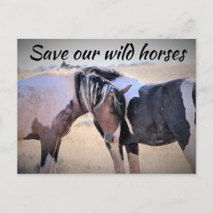 Save Our Wild Horses Postcard