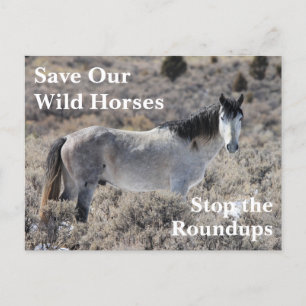 Save Our Wild Horses Postcard