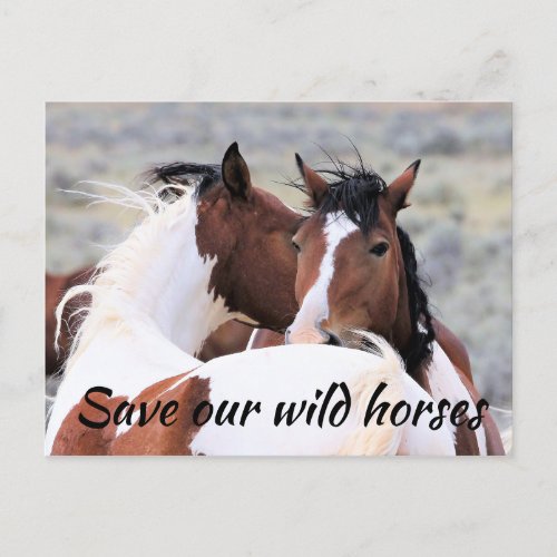 Save our Wild Horses Postcard