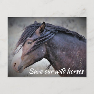 Save our Wild Horses Postcard
