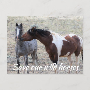 Save Our Wild Horses Postcard