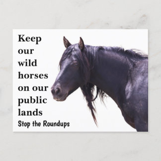 Save Our Wild Horses Postcard