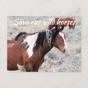 Save our Wild Horses Postcard