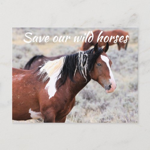 Save our Wild Horses Postcard