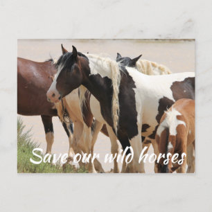 Save Our Wild Horses Postcard