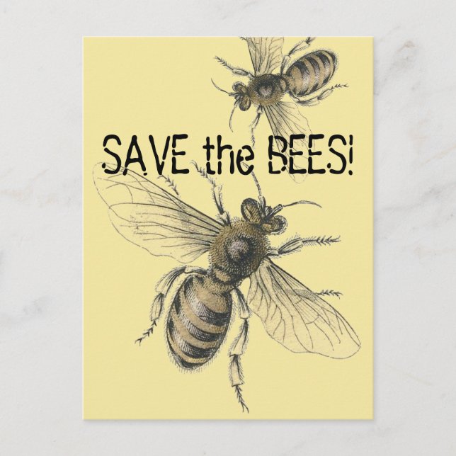 Save the Bees Vintage Bee Images Postcard (Front)
