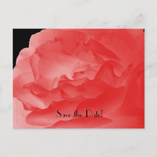 Save the Date 10th Anniversary Party Coral Rose Announcement Postcard