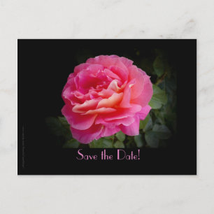 Save the Date 20th Anniversary Party Pink Rose Announcement Postcard