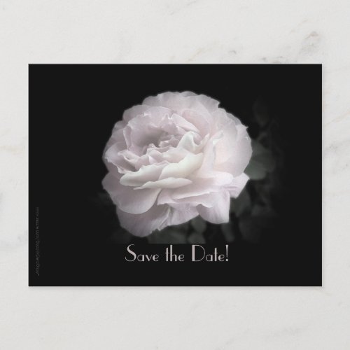 Save the Date 60th Anniversary Party Elegant Rose  Announcement Postcard