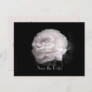 Save the Date 75th Birthday Pale Pink Rose Announcement Postcard