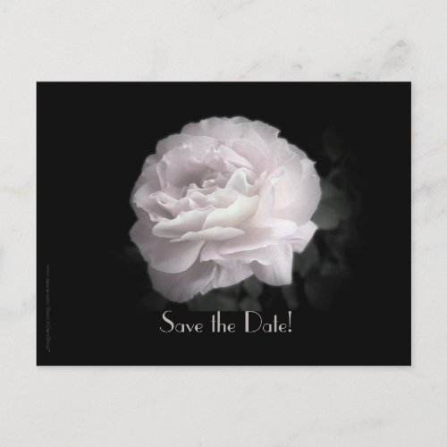 Save the Date 75th Birthday Pale Pink Rose Announcement Postcard