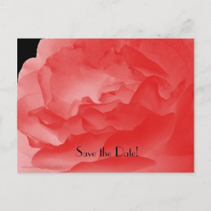 Save the Date 90th Birthday Party Coral Pink Rose Announcement Postcard