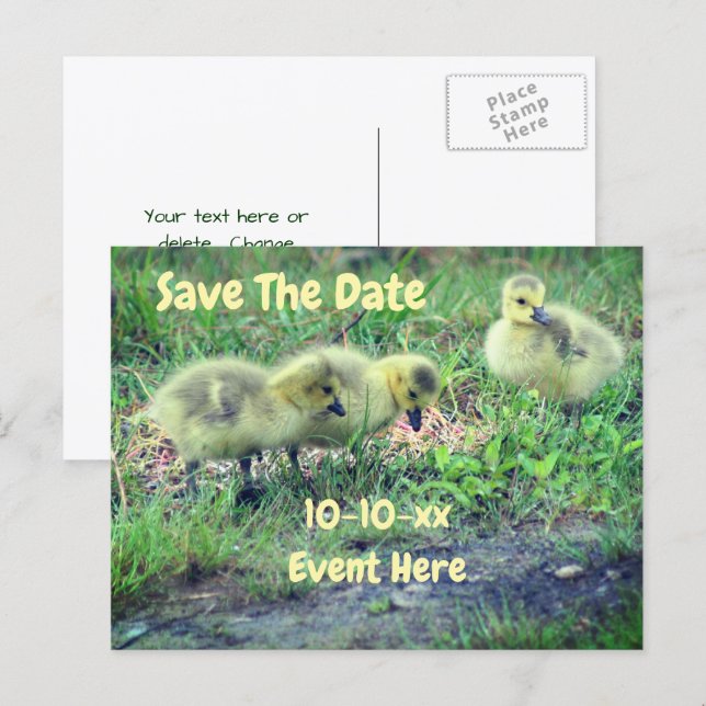 Save The Date Canada Geese Babies Nature  Announcement Postcard (Front/Back)