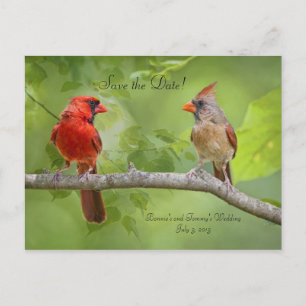 Save the Date! Cardinal Pair Announcement Postcard