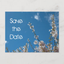 Save the date, cherry blossom in blue sky.