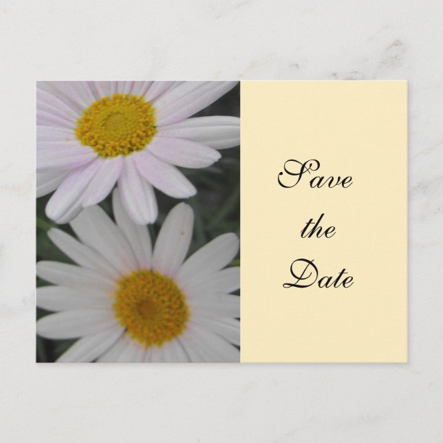 save the date,daisy flowers announcement postcard (Front)