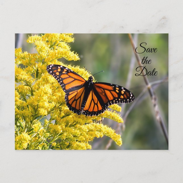Save the Date Monarch Butterfly Postcard (Front)