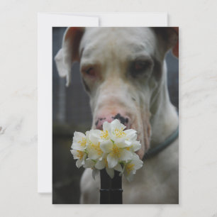 Save the date: new litter expected invitation