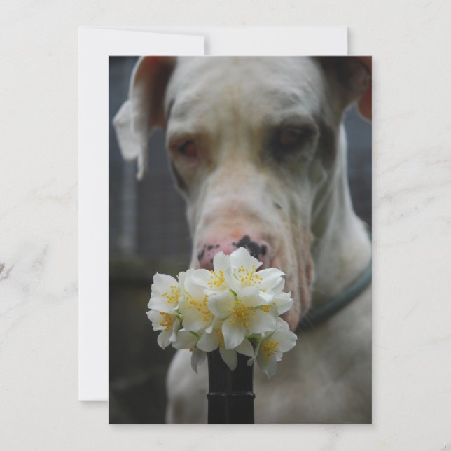 Save the date: new litter expected invitation (Front)