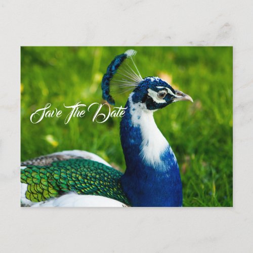 Save The Date Peacock Bird  Postcard