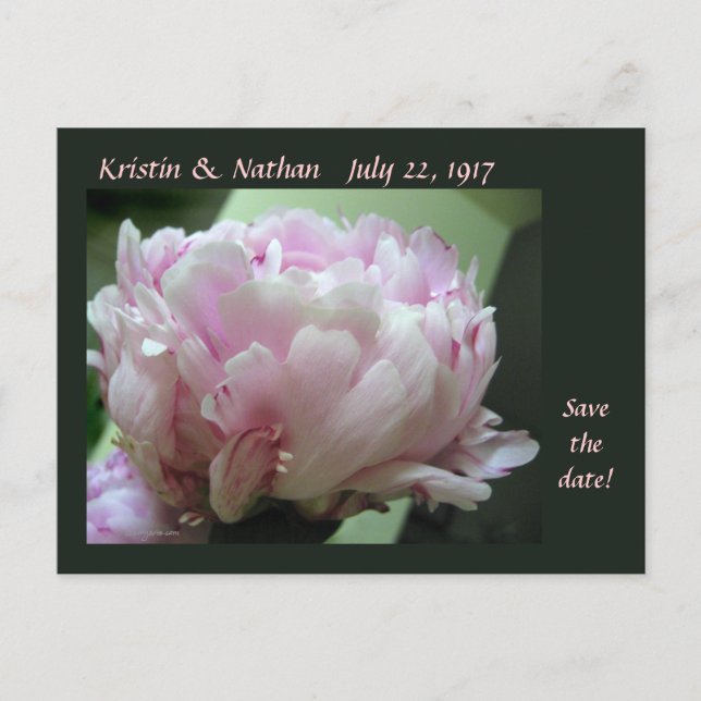 Save the Date Pink Peony Wedding Postcard (Front)