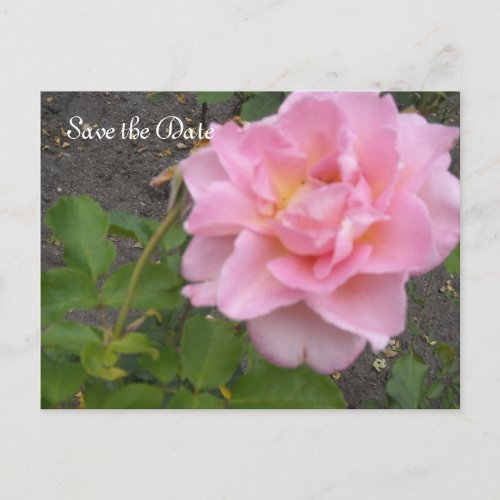 Save the Date Pink Rose Announcement Postcard