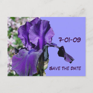 Save The Date Purple Iris Flower Photo Postcard