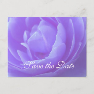 Save the date,purple rose flower announcement postcard