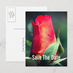 Save The Date Red Rosebud Flower Announcement Postcard