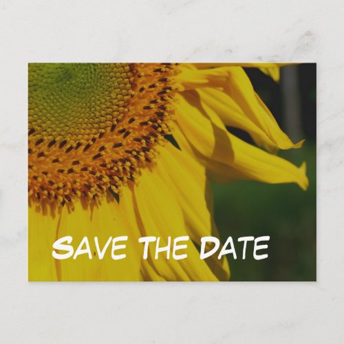 Save The Date Sunflower Flower Photo Postcard