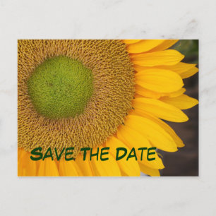 Save The Date Sunflower Photography Postcard