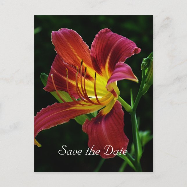 save the date, tiger lily flower announcement postcard (Front)