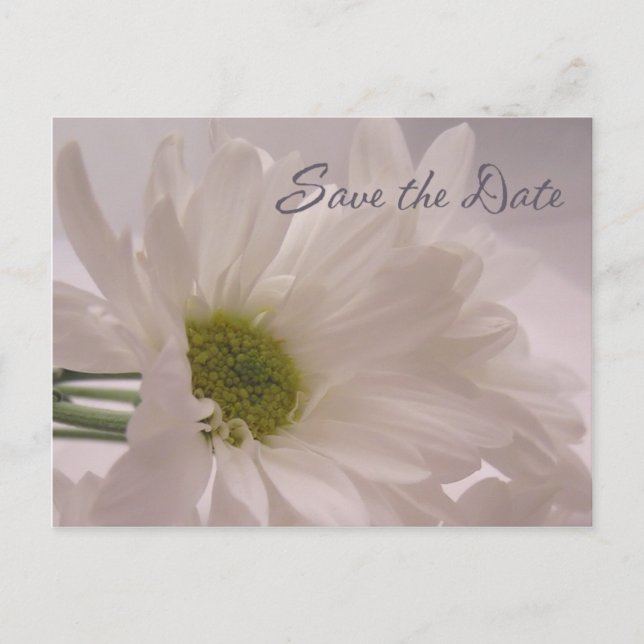 Save the Date - White Daisies Announcement Postcard (Front)