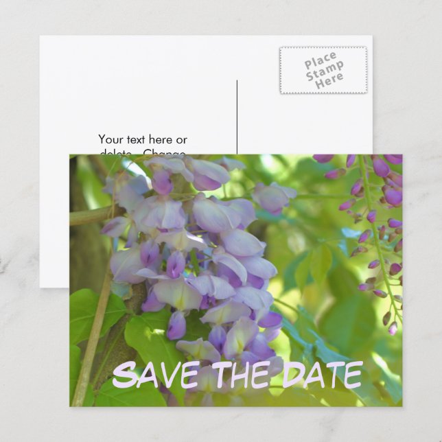Save The Date Wisteria Flower  Announcement Postcard (Front/Back)