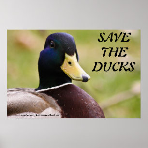 Save The Ducks Poster