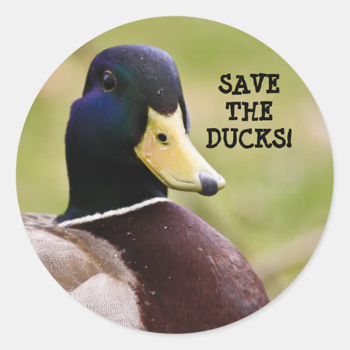 Kreet Validatie Fitness Save The Ducks Sticker | Zazzle.com
